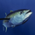tuna's avatar